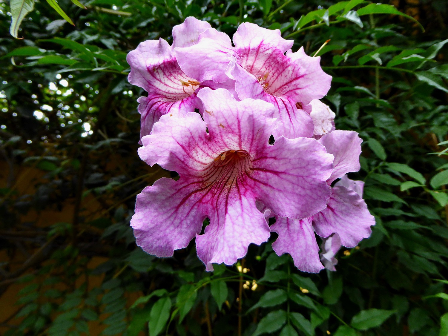 Flower in Ibarra